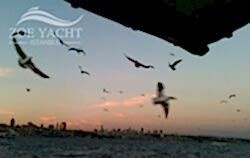 bosphorus-seagulls